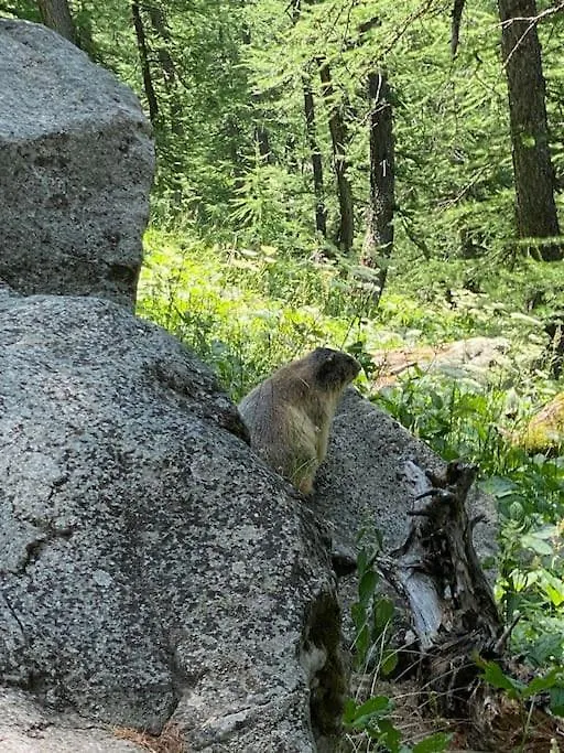 Chalet Spacieux Et Authentique 12 Personnes Allos